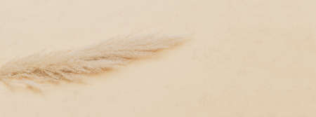 Dry pampas grass reed on beige color background. Zero waste, eco friendly concept. Vintage color filterの写真素材