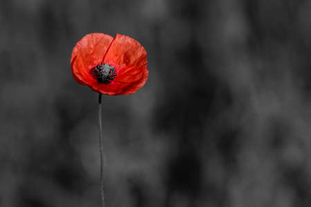 Red poppies on black and white background. Flowers poppies blossom on wild field. Remembrance day concept. Horizontal remembrance day theme poster, greeting cards, headers, website and appの写真素材