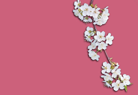 Spring Cherry Blossom On pink Background