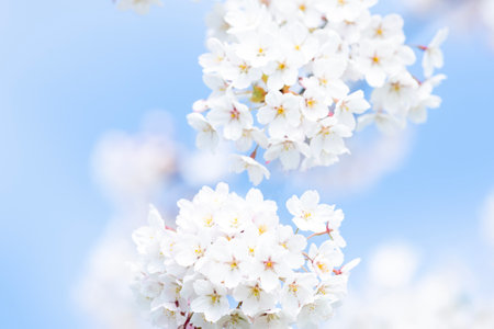 Cherry blossom flower in spring. Horizontal saakura theme poster, greeting cards, headers, website and appの写真素材