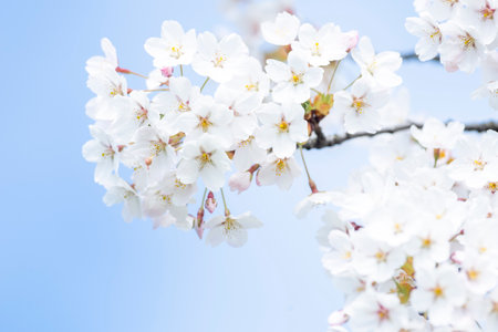 Cherry blossom flower in spring. Horizontal saakura theme poster, greeting cards, headers, website and appの写真素材