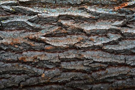Texture - a bark of an old oakの写真素材