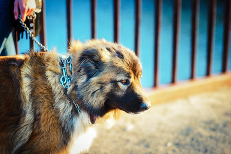 Young woman playing with Caucasian shepherd in a delightful spring dayの写真素材