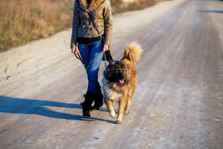 Young woman playing with Caucasian shepherd in a delightful spring dayの写真素材