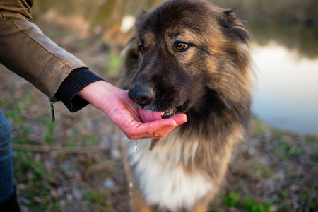 Caucasian shepherd dog outdoor exterior portrait a gorgeous spring dayの写真素材