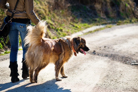 Young woman playing with Caucasian shepherd in a delightful spring dayの写真素材