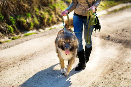 Young woman playing with Caucasian shepherd in a delightful spring dayの写真素材