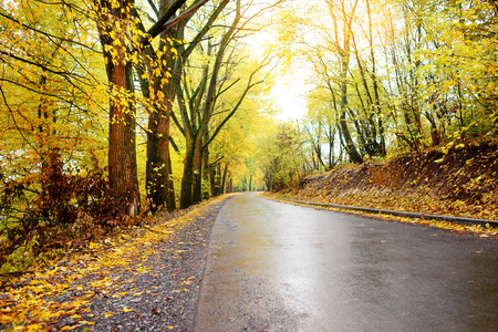 Colorful autumn landscape in the forest with old roadの写真素材