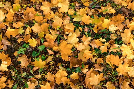 Yellow, orange and red autumn leaves in fall parkの写真素材