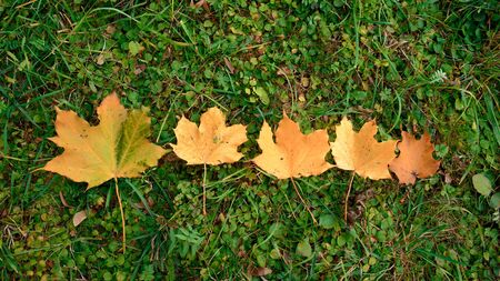 Yellow, orange and red autumn leaves in fall parkの写真素材