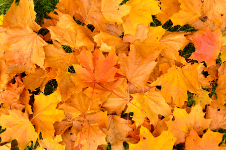 Yellow, orange and red autumn leaves in fall parkの写真素材
