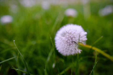 Air dandelions on a green field. Spring background