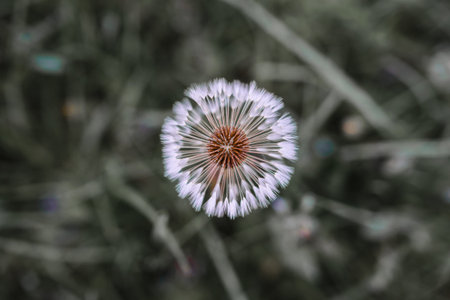 Air dandelions on a green field. Spring background