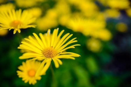 Soft-focus close-up of yellow flowers, a wonderful summer day