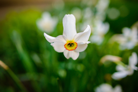 gorgeous white flower photographed with a small distance from a wonderful summer dayの写真素材