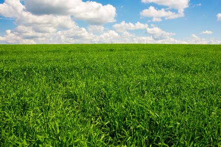 Green grass and blue sky with white clouds,backgroundの写真素材