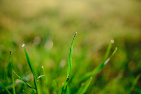 Fresh morning dew on spring grass, natural background - close up with shallow DOF.