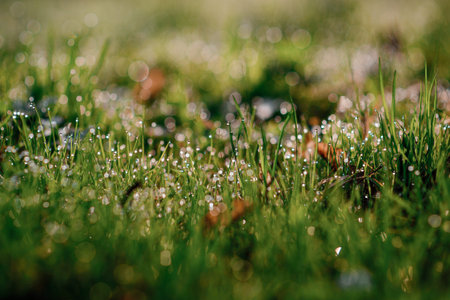 Fresh morning dew on spring grass, natural background - close up with shallow DOF.