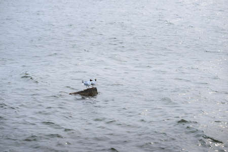 Two black headed gull standing on stones in the water and reflecting in the water surfaceの写真素材