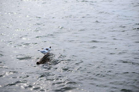 Two black headed gull standing on stones in the water and reflecting in the water surfaceの写真素材