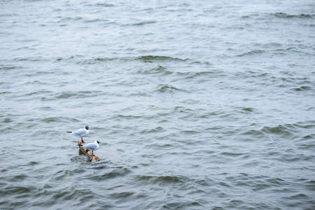 Two black headed gull standing on stones in the water and reflecting in the water surfaceの写真素材