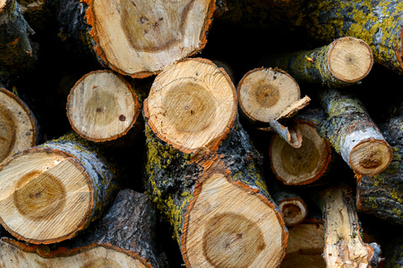 Stacked Wood Logs With Pine Trees, backgroundの写真素材