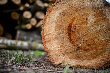 Stacked Wood Logs With Pine Trees, backgroundの写真素材
