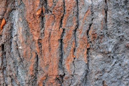 beautiful natural texture of bark wood plank use as nature wooden textured ,background or backdrop