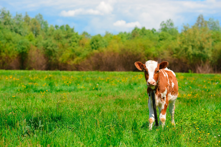black and white cow grazing on meadow in mountains. Cattle on a mountain pasture. Summer sunny day. Cow in pasture. Mountain meadow. Green meadow in mountains and cow,の写真素材