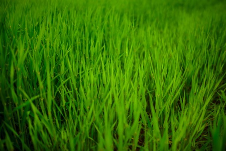 Close up of fresh thick grass with water dropsの写真素材