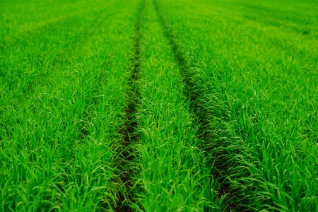 Close up of fresh thick grass with water dropsの写真素材