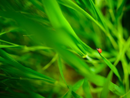 Ladybug sitting on a green leaf, backgroundの写真素材