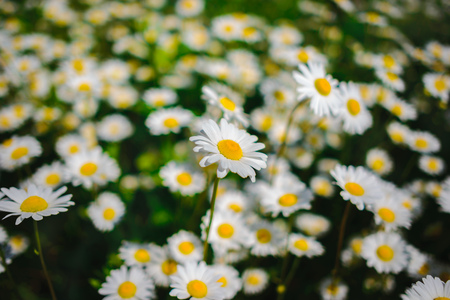 chamomile. Green grass and chamomiles in the natureの写真素材