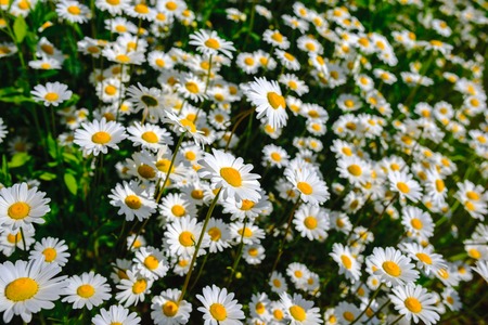 chamomile. Green grass and chamomiles in the natureの写真素材