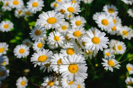 chamomile. Green grass and chamomiles in the natureの写真素材