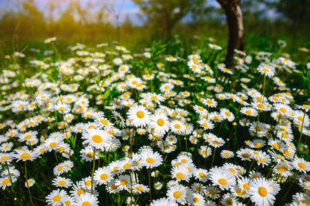 chamomile. Green grass and chamomiles in the natureの写真素材