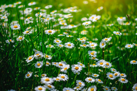 chamomile. Green grass and chamomiles in the natureの写真素材