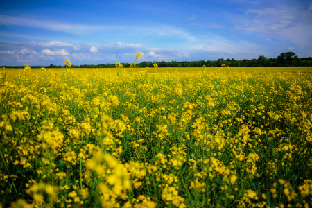 Yellow oilseed rape field under the blue sky with sunの写真素材