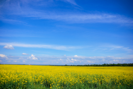 Yellow oilseed rape field under the blue sky with sunの写真素材