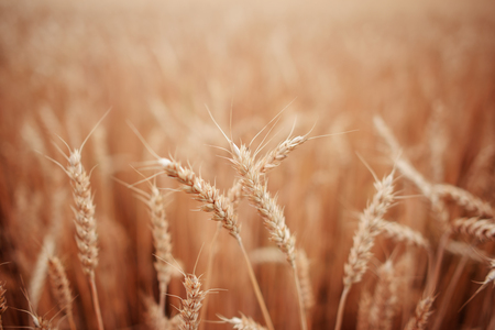 Wheat field. Ears of golden wheat close up.の写真素材