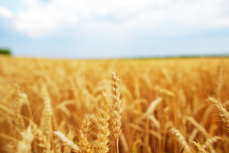 Wheat field. Ears of golden wheat close up.の写真素材