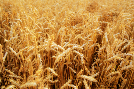 Wheat field. Ears of golden wheat close up.の写真素材