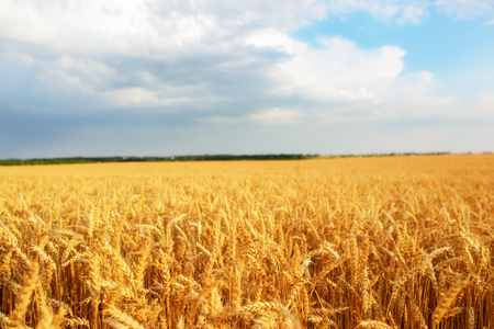 cloudy sky over golden field. rain beforeの写真素材