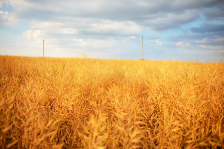 cloudy sky over golden field. rain beforeの写真素材