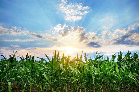 Green corn field,blue sky and sun on summer day.Conceivedの写真素材