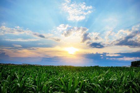 Green corn field,blue sky and sun on summer day.Conceivedの写真素材