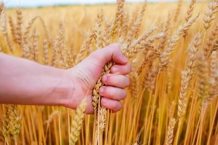 Wheat ears in the man's hand. Field on sunset Harvestの写真素材