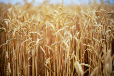 Wheat field. Ears of golden wheat close up. Beautiful Nature Sunset Landscape. Rural Scenery under...