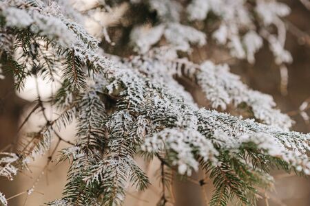 Pine branches covered with frost in winter day miracleの写真素材