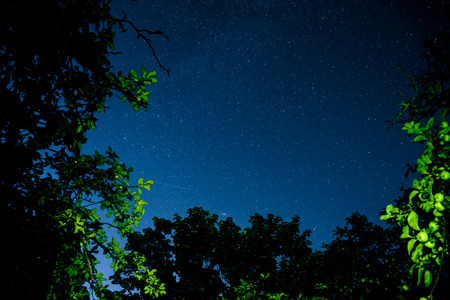 Blue dark night sky with many stars above field of trees. Milkyway cosmos backgroundの写真素材